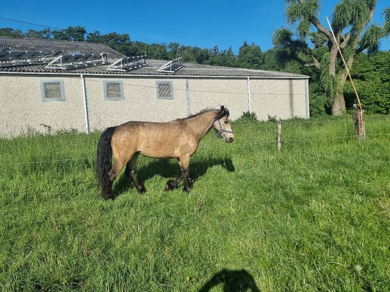 Altri pony/cavalli di piccola taglia Giumenta 3 Anni 144 cm Falbo baio in Euskirchen