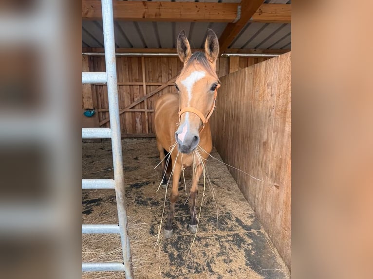 Altri pony/cavalli di piccola taglia Giumenta 3 Anni 147 cm Pelle di daino in Daleiden