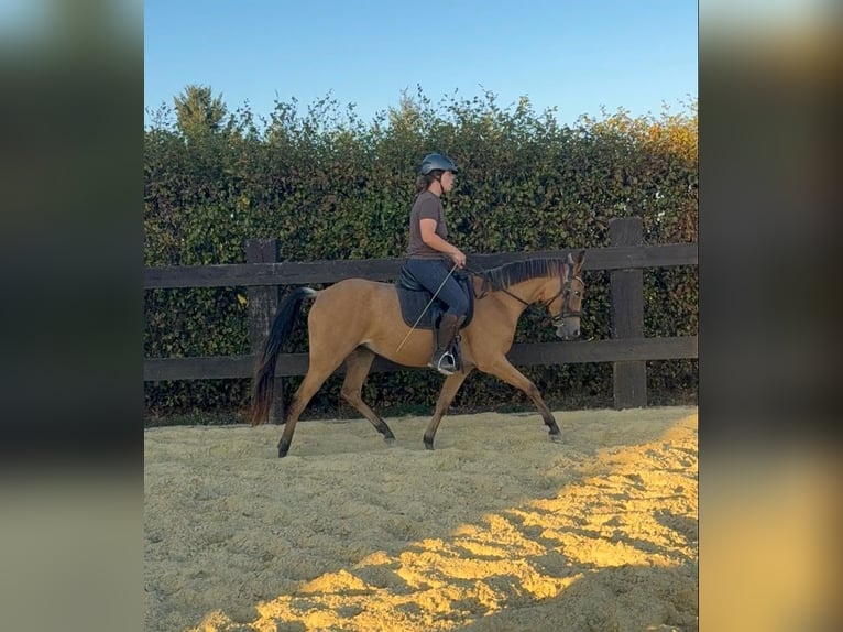 Altri pony/cavalli di piccola taglia Giumenta 3 Anni 147 cm Pelle di daino in Daleiden