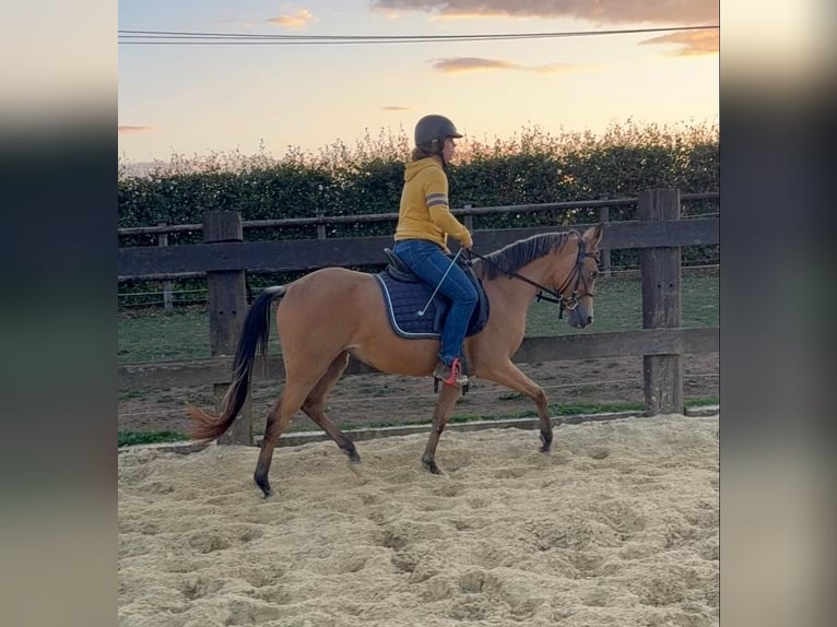 Altri pony/cavalli di piccola taglia Giumenta 3 Anni 147 cm Pelle di daino in Daleiden