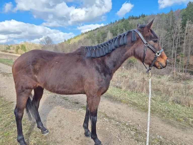 Altri pony/cavalli di piccola taglia Giumenta 3 Anni 148 cm Baio in Blankenheim