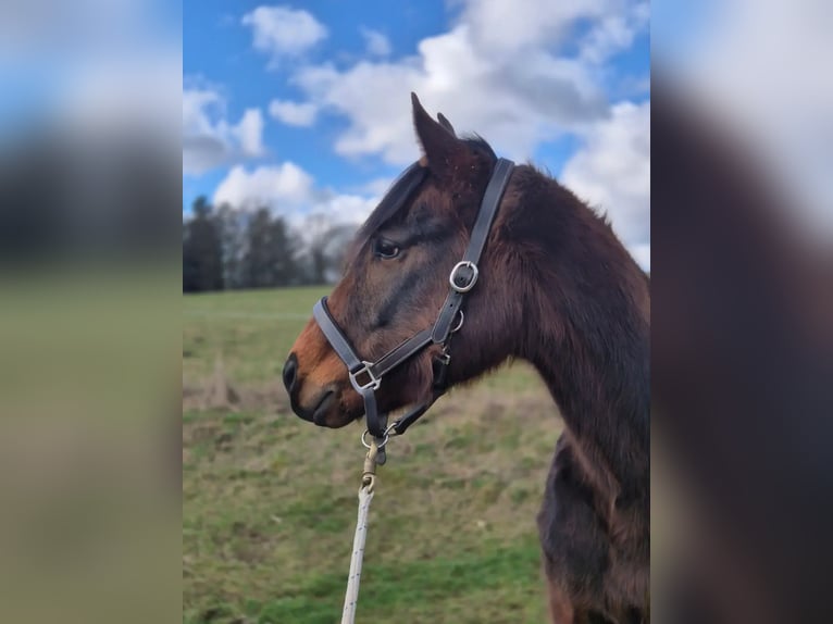 Altri pony/cavalli di piccola taglia Giumenta 3 Anni 148 cm Baio in Blankenheim