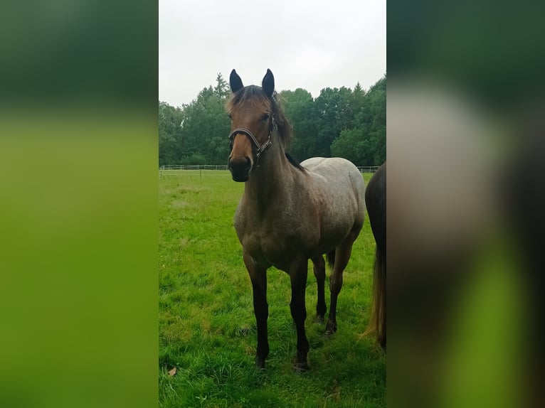 Altri pony/cavalli di piccola taglia Mix Giumenta 3 Anni 150 cm Falbo baio in Soltau