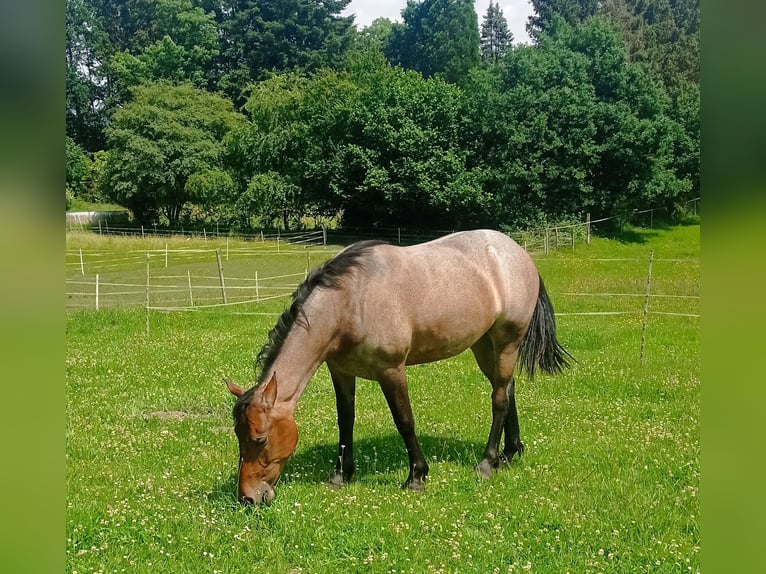 Altri pony/cavalli di piccola taglia Mix Giumenta 3 Anni 150 cm Falbo baio in Soltau
