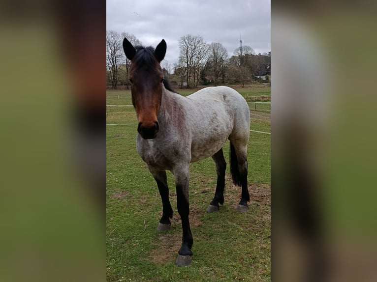 Altri pony/cavalli di piccola taglia Mix Giumenta 3 Anni 150 cm Falbo baio in Soltau