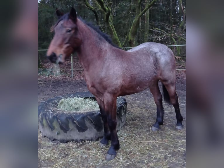 Altri pony/cavalli di piccola taglia Mix Giumenta 3 Anni 150 cm Falbo baio in Soltau