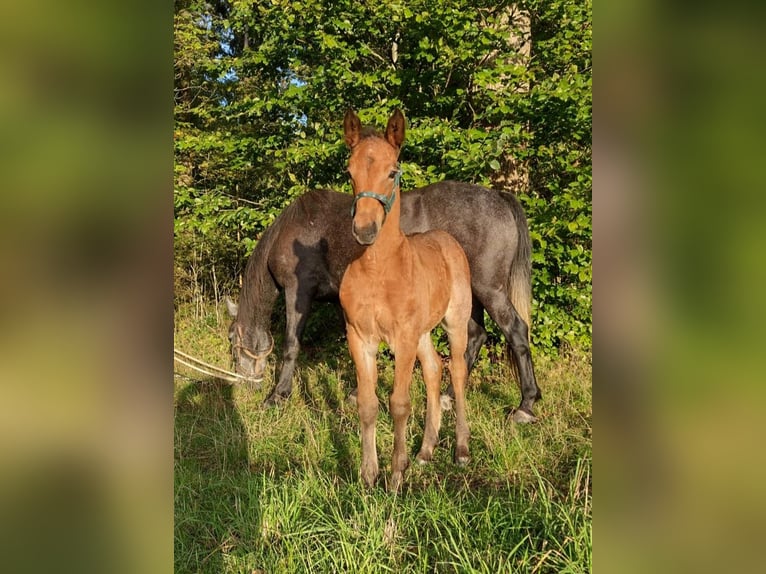 Altri pony/cavalli di piccola taglia Mix Giumenta 3 Anni 150 cm Falbo baio in Soltau
