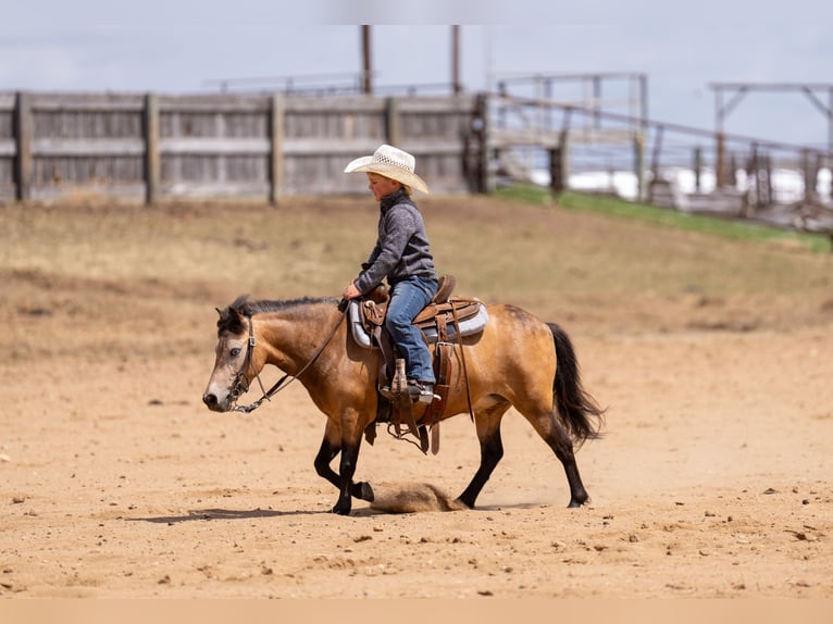 Altri pony/cavalli di piccola taglia Giumenta 4 Anni 107 cm Pelle di daino in Nevis, MN