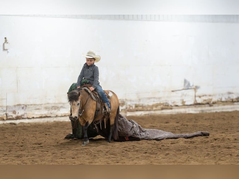 Altri pony/cavalli di piccola taglia Giumenta 4 Anni 107 cm Pelle di daino in Nevis, MN