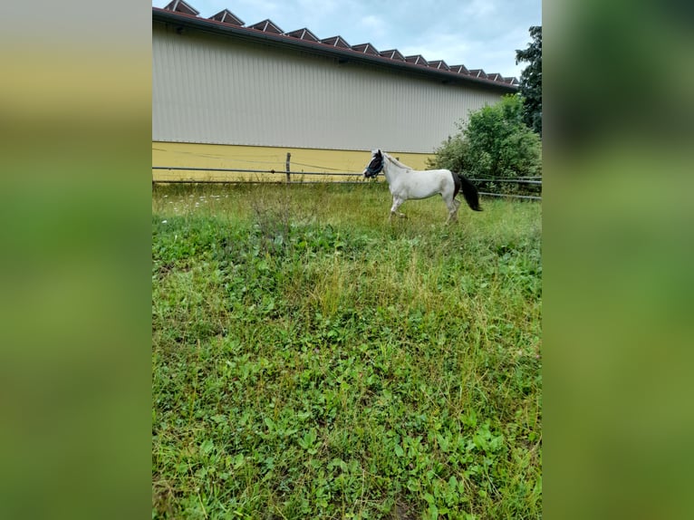 Altri pony/cavalli di piccola taglia Giumenta 4 Anni 116 cm Pezzato in Bad Saulgau
