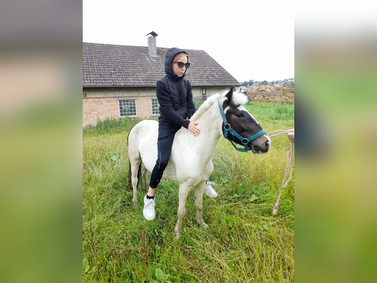Altri pony/cavalli di piccola taglia Giumenta 4 Anni 116 cm Pezzato in Bad Saulgau