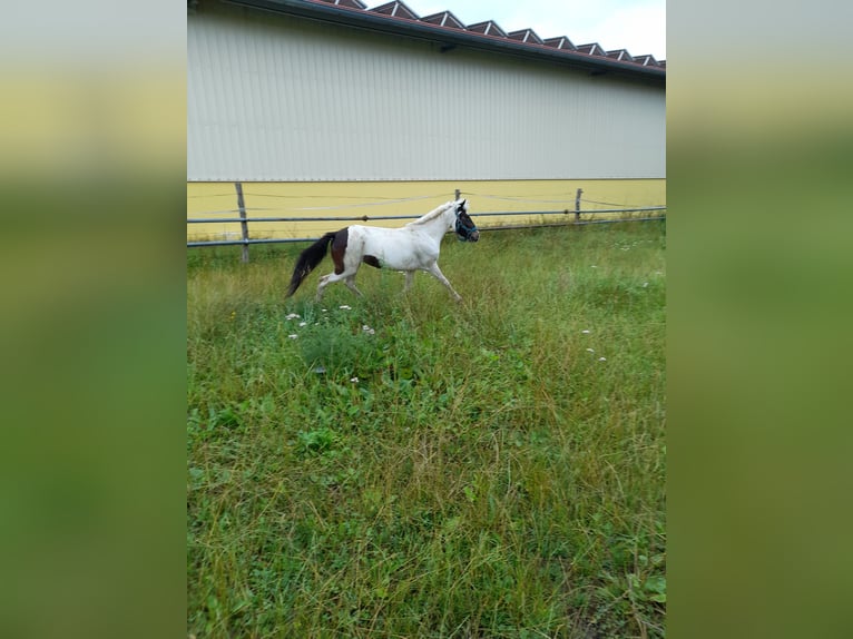Altri pony/cavalli di piccola taglia Giumenta 4 Anni 116 cm Pezzato in Bad Saulgau