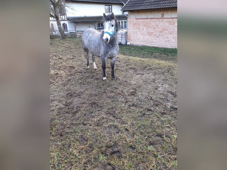 Altri pony/cavalli di piccola taglia Mix Giumenta 4 Anni 123 cm in Bad Saulgau