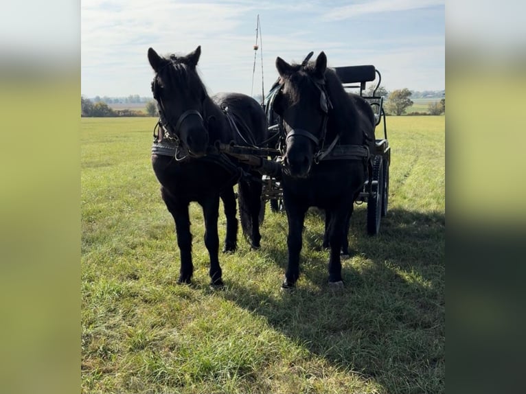 Altri pony/cavalli di piccola taglia Giumenta 4 Anni 125 cm Morello in Rechnitz