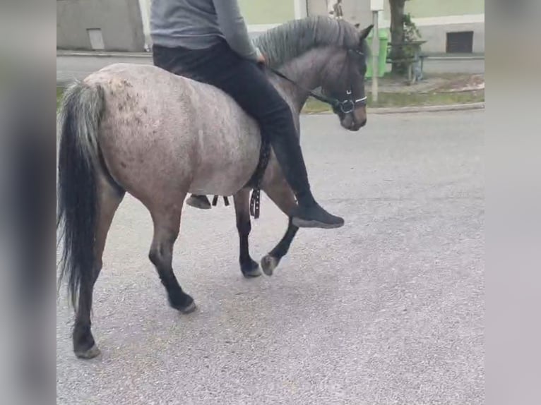 Altri pony/cavalli di piccola taglia Giumenta 4 Anni 130 cm Baio roano in Rechnitz
