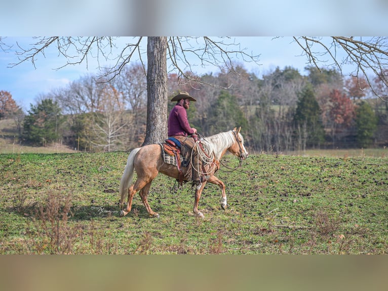 Altri pony/cavalli di piccola taglia Giumenta 4 Anni 135 cm Palomino in Weaubleau