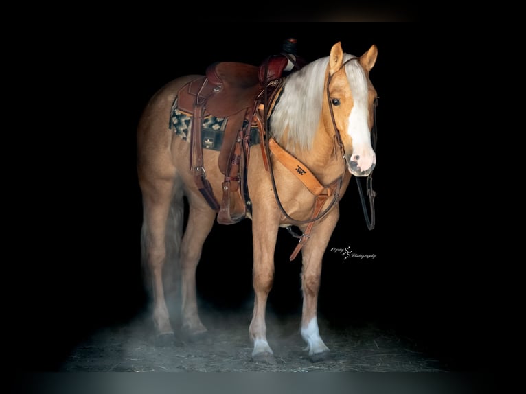 Altri pony/cavalli di piccola taglia Giumenta 4 Anni 135 cm Palomino in Weaubleau