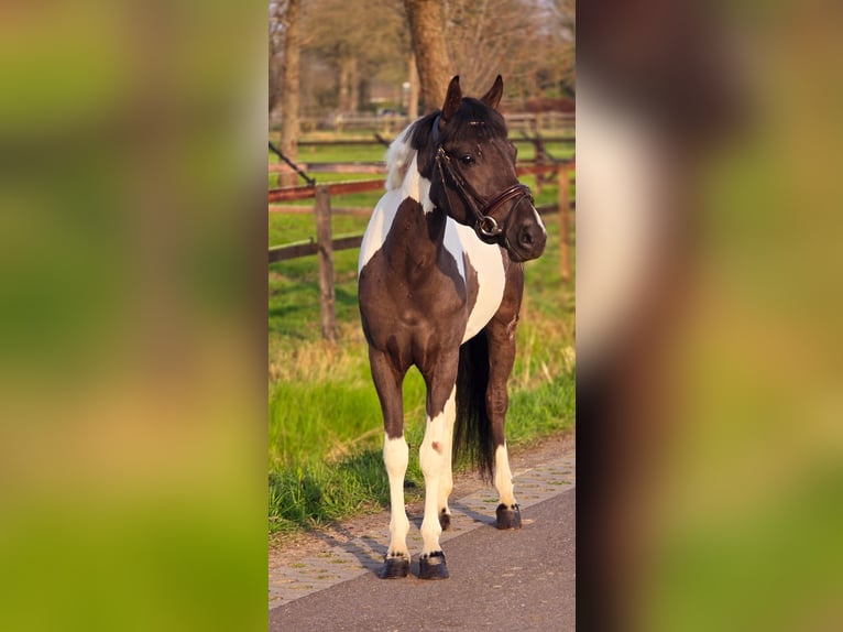 Altri pony/cavalli di piccola taglia Giumenta 4 Anni 135 cm Pezzato in Someren