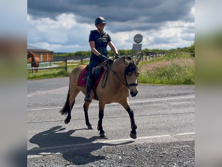 Altri pony/cavalli di piccola taglia Giumenta 4 Anni 138 cm Falbo in Neustadt (Wied)