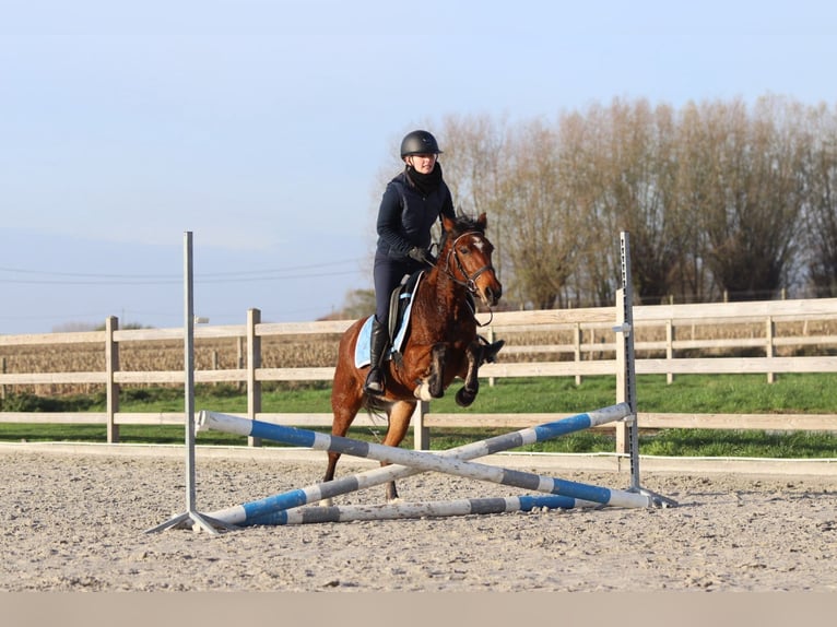 Altri pony/cavalli di piccola taglia Giumenta 4 Anni 140 cm Baio in Bogaarden