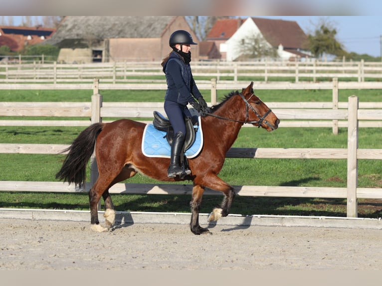 Altri pony/cavalli di piccola taglia Giumenta 4 Anni 140 cm Baio in Bogaarden