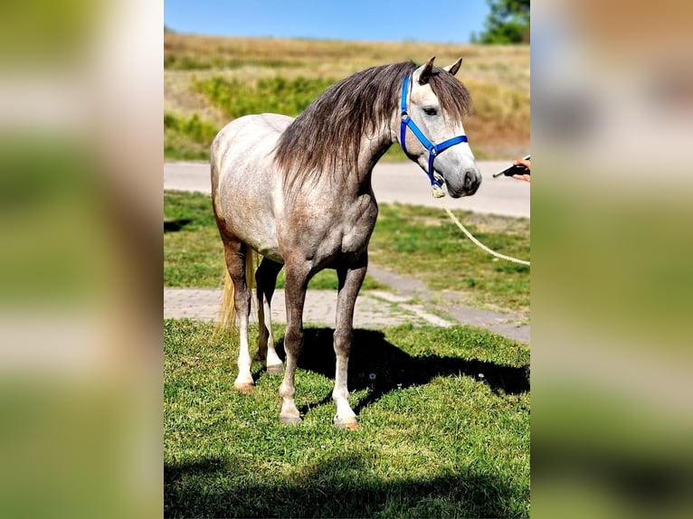 Altri pony/cavalli di piccola taglia Giumenta 4 Anni 140 cm Grigio pezzato in neu Gaarz