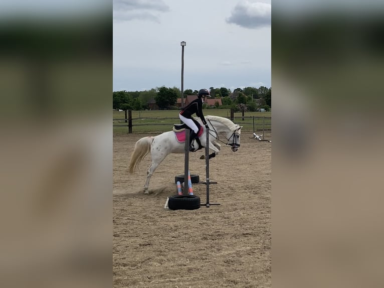 Altri pony/cavalli di piccola taglia Giumenta 4 Anni 140 cm Leopard in Lubin