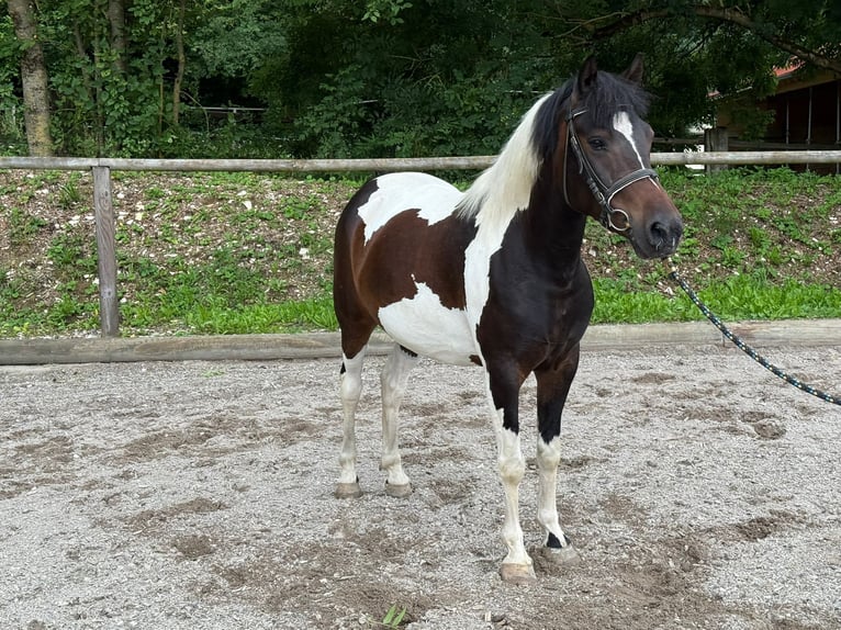 Altri pony/cavalli di piccola taglia Giumenta 4 Anni 140 cm Pezzato in Wellheim