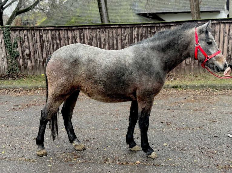 Altri pony/cavalli di piccola taglia Giumenta 4 Anni 142 cm Grigio rossastro in Gyula