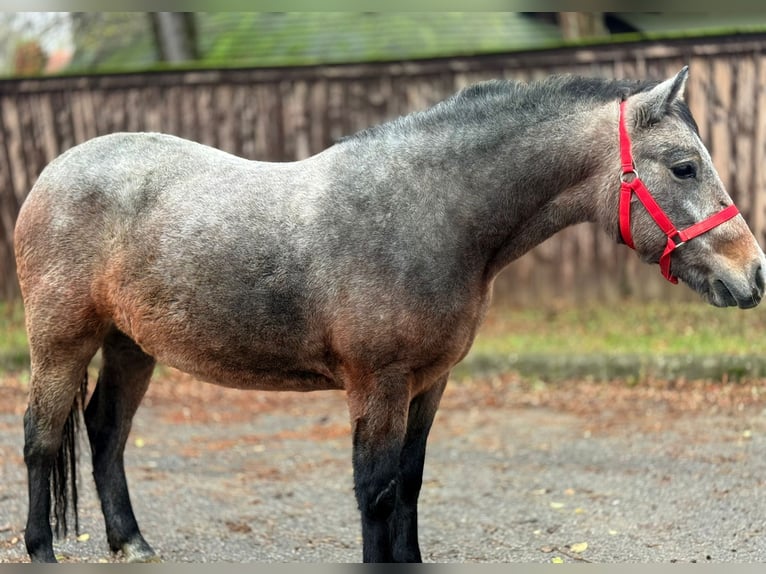 Altri pony/cavalli di piccola taglia Giumenta 4 Anni 142 cm Grigio rossastro in Gyula