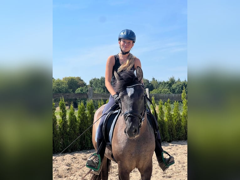 Altri pony/cavalli di piccola taglia Giumenta 4 Anni 143 cm Pelle di daino in Neu Gaarz