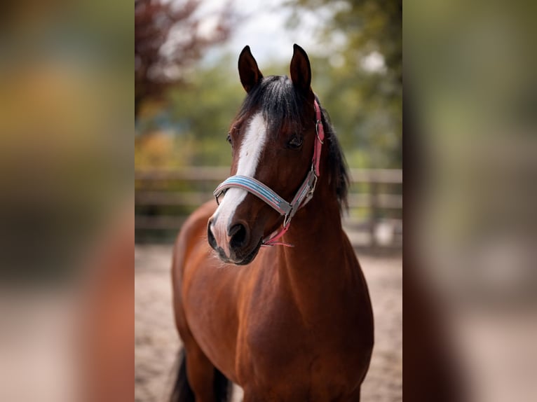 Altri pony/cavalli di piccola taglia Giumenta 4 Anni 145 cm Baio in Kottwil