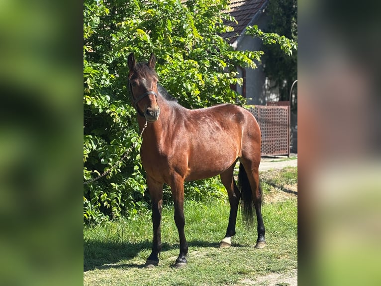 Altri pony/cavalli di piccola taglia Giumenta 4 Anni 145 cm Baio in Lupendorf