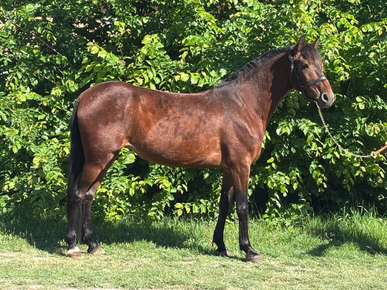Altri pony/cavalli di piccola taglia Giumenta 4 Anni 145 cm Baio in Lupendorf
