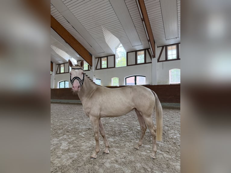 Altri pony/cavalli di piccola taglia Giumenta 4 Anni 145 cm Cremello in Kirchlinteln