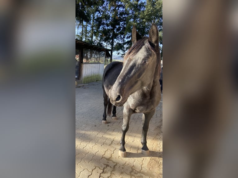 Altri pony/cavalli di piccola taglia Mix Giumenta 4 Anni 146 cm Morello in Wörth am Main