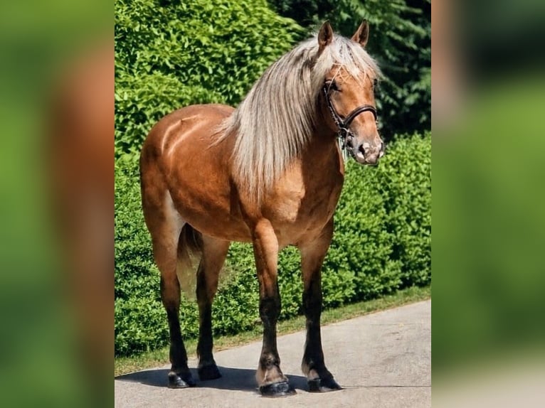 Altri pony/cavalli di piccola taglia Giumenta 4 Anni 146 cm Pelle di daino in Békéscsaba