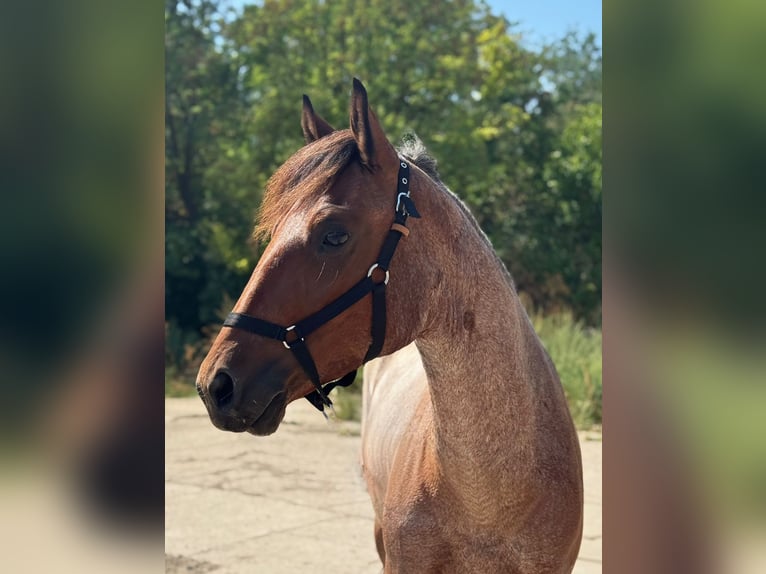Altri pony/cavalli di piccola taglia Giumenta 4 Anni 147 cm Roano rosso in Mezőkovácsháza
