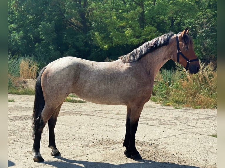 Altri pony/cavalli di piccola taglia Giumenta 4 Anni 147 cm Roano rosso in Mezőkovácsháza