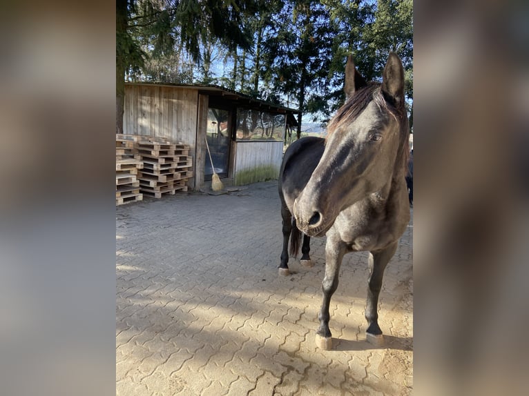 Altri pony/cavalli di piccola taglia Giumenta 4 Anni 148 cm Morello in Wörth am Main