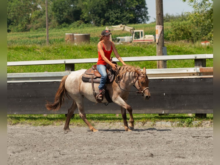 Altri pony/cavalli di piccola taglia Giumenta 4 Anni 150 cm Roano rosso in Kappelen