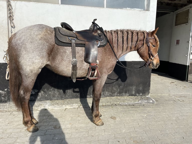 Altri pony/cavalli di piccola taglia Giumenta 4 Anni 150 cm Roano rosso in Kappelen