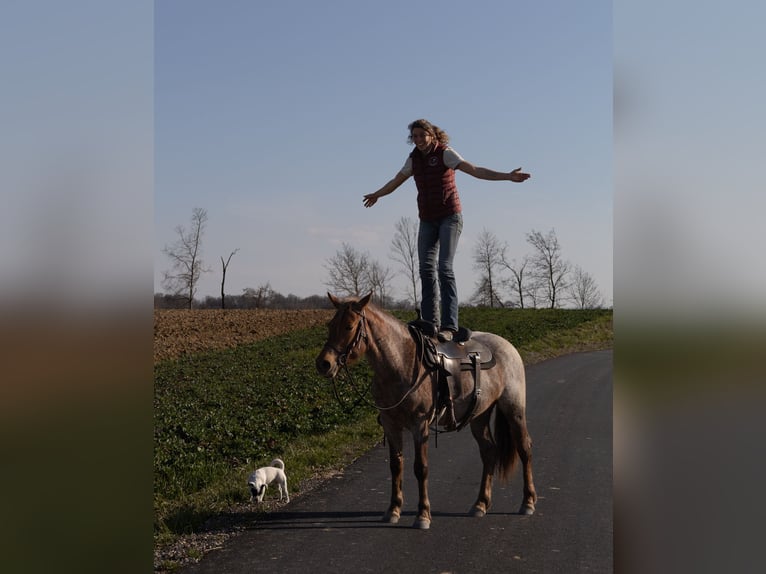 Altri pony/cavalli di piccola taglia Giumenta 4 Anni 150 cm Roano rosso in Kappelen