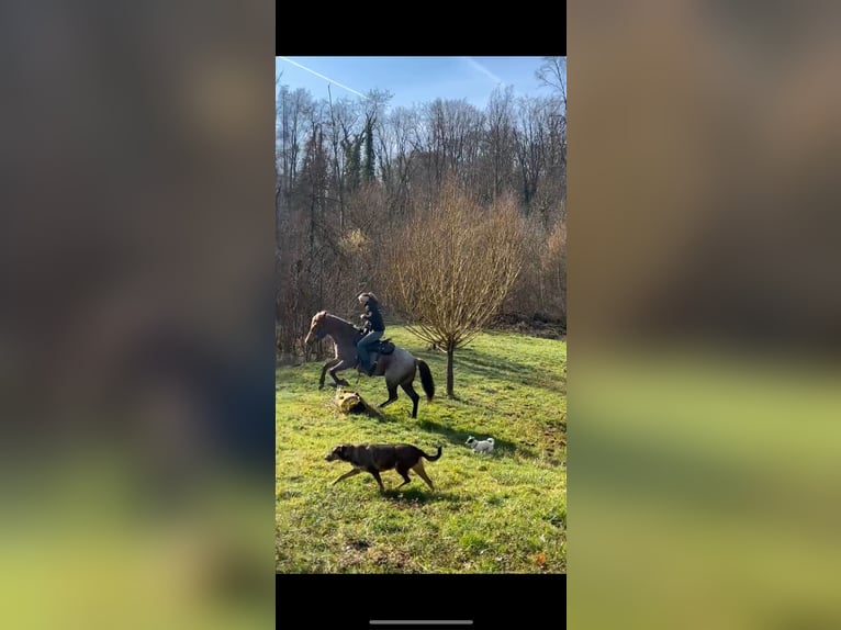 Altri pony/cavalli di piccola taglia Giumenta 4 Anni 150 cm Roano rosso in Kappelen