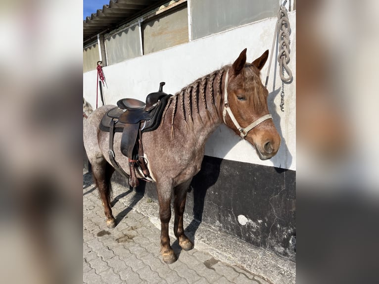 Altri pony/cavalli di piccola taglia Giumenta 4 Anni 150 cm Roano rosso in Kappelen