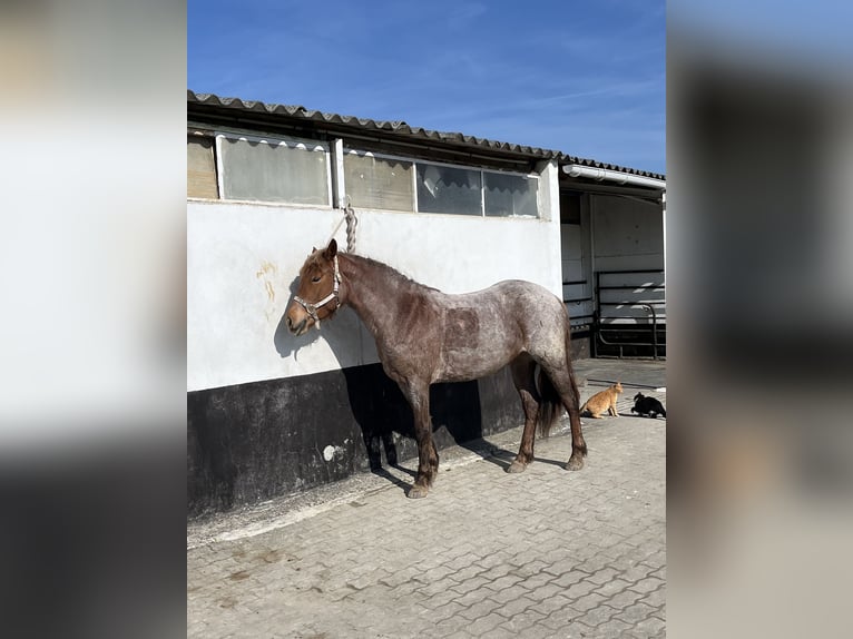 Altri pony/cavalli di piccola taglia Giumenta 4 Anni 150 cm Roano rosso in Kappelen
