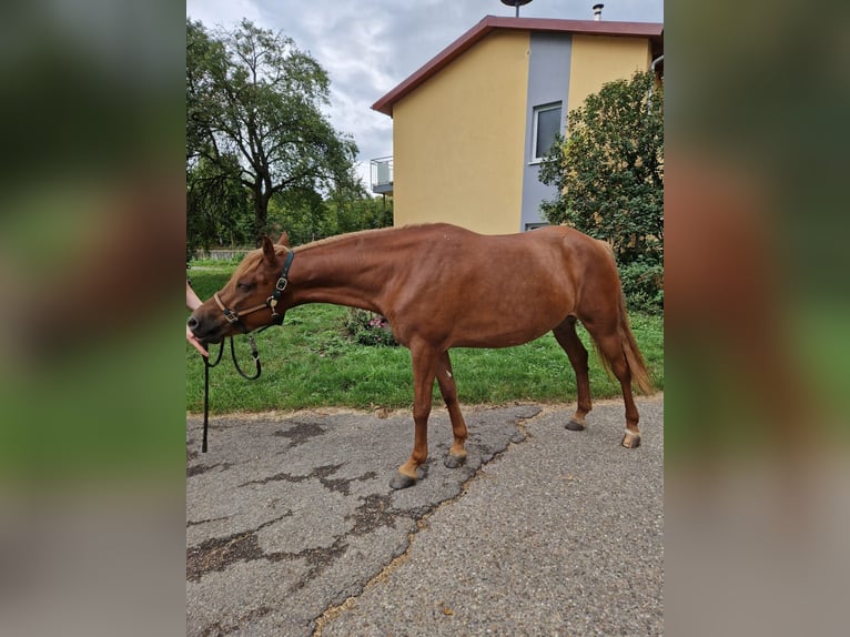 Altri pony/cavalli di piccola taglia Giumenta 4 Anni 152 cm Sauro in Bruchsal Altri pony/cavalli di piccola taglia Giumenta 4 Anni 152 cm Sauro in Bruchsal