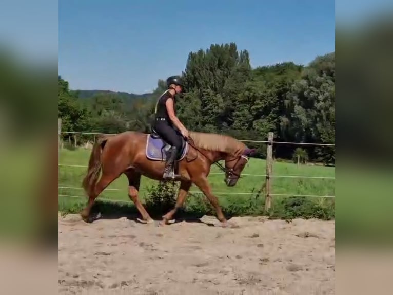 Altri pony/cavalli di piccola taglia Giumenta 4 Anni 152 cm Sauro in Bruchsal Altri pony/cavalli di piccola taglia Giumenta 4 Anni 152 cm Sauro in Bruchsal