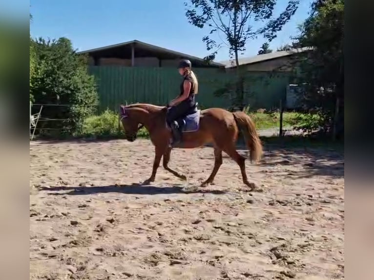 Altri pony/cavalli di piccola taglia Giumenta 4 Anni 152 cm Sauro in Bruchsal Altri pony/cavalli di piccola taglia Giumenta 4 Anni 152 cm Sauro in Bruchsal