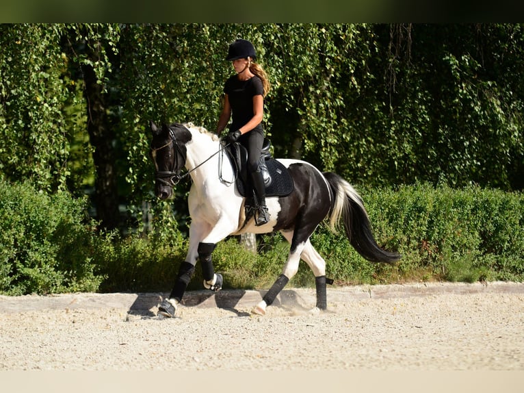 Altri pony/cavalli di piccola taglia Giumenta 4 Anni 153 cm Pezzato in Poznań